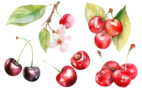 从白色背景分离出来的成熟红樱桃水彩画 — 图库矢量图片