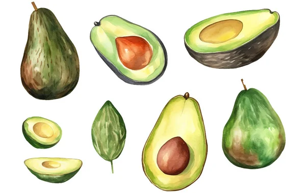 Set Vector Avocado Illustratie Van Rijpe Avocado Geïsoleerd Witte Achtergrond — Stockvector