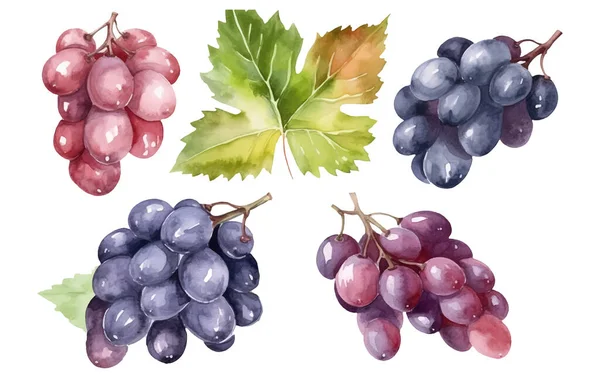 Set Vector Watercolor Illustration Ripe Grapes Isolated White Background — Stock Vector