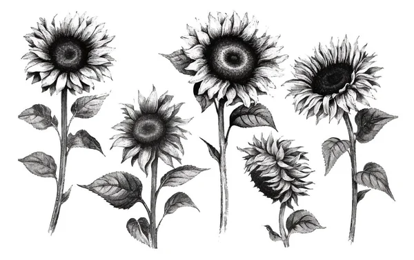 Set Vectoriel Illustration Automne Tournesol Noir Blanc Coloriage Éléments Livre — Image vectorielle
