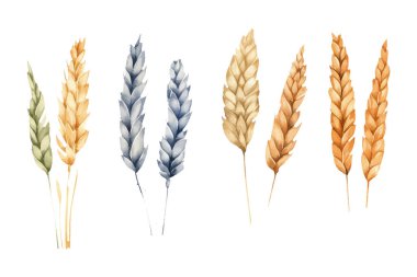 Evet, buğday yulafının vektör illüstrasyonunu beyaz arkaplanda izole et.