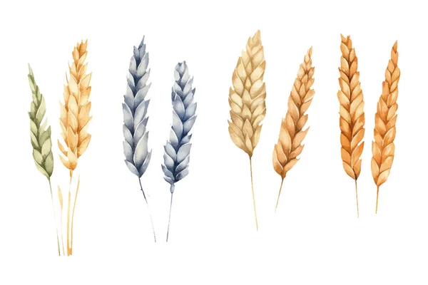 Набір Векторні Ілюстрації Пшеничного Вівса Ізольовані Білому Фоні — стоковий вектор