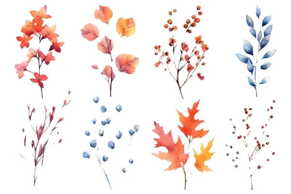 Большой Набор Ботанических Акварельных Осенних Цветочных Элементов Изолирован Белом Фоне — стоковый вектор