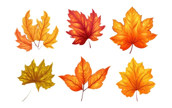 Set Vector Illustration Autumn Leaf Elements Isolated White Background — Stock Vector