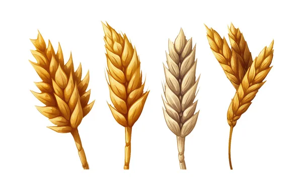 Watercolor Set Vector Illustraton Golden Wheat Grain Crop Isolated White — Stock Vector