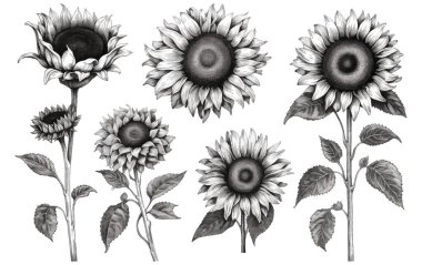 Beyaz arkaplanda izole edilmiş vektör illüstrasyonunu sonbahar ayçiçeği siyah ve beyaz renk kitap elementlerini ayarla.