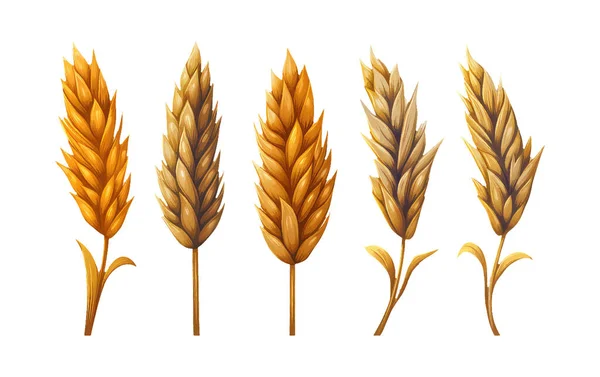 水彩絵具セット白地に単離された黄金の小麦の穀物のベクトル図 — ストックベクタ