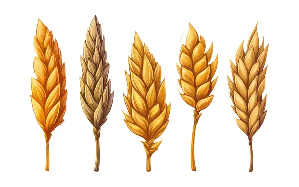 Akvarel Set Vektor Ilustrace Zlaté Pšenice Obilí Izolované Bílém Pozadí — Stockový vektor