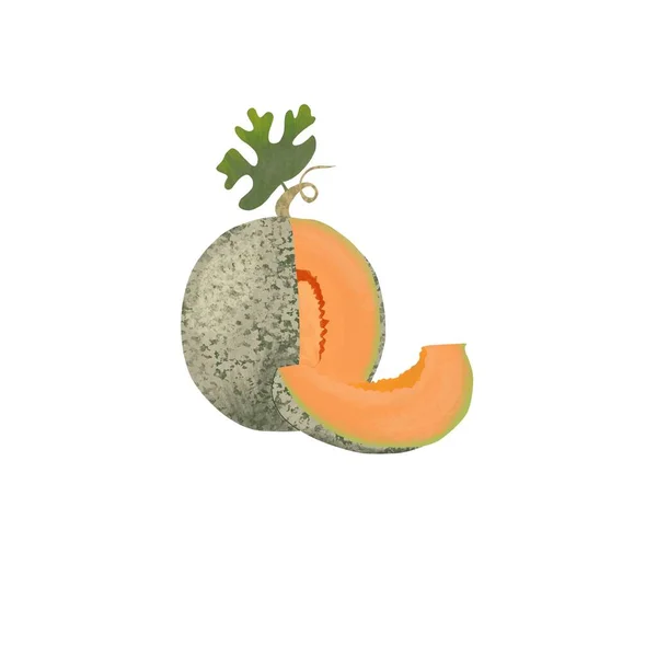 Illustration of a cut melon on a white background 