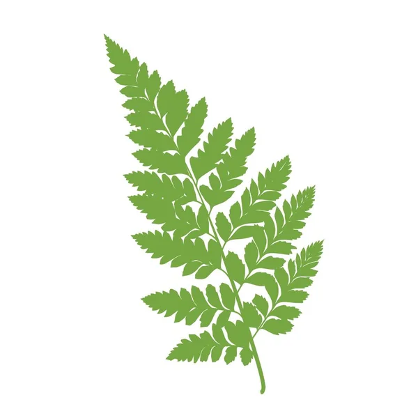 Estetik eğrelti otu yaprakları. 