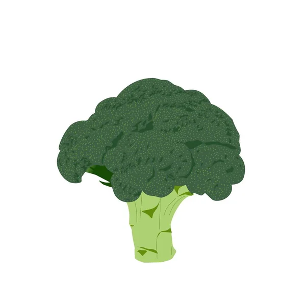 Иллюстрация Овощей Брокколи — стоковый вектор