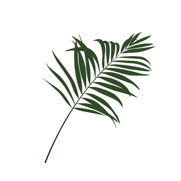 Yeşil palmiye yaprakları, estetik yapraklar. 