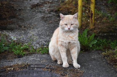 Grumpy yellow cat sitting on the pavement