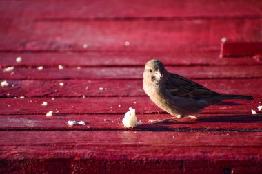 Sunbathed sparrow eating bread on the red wooden floor