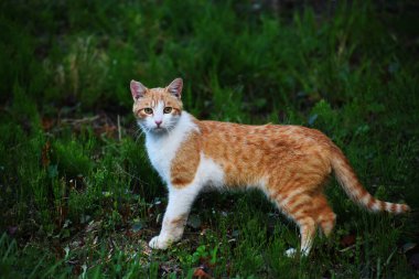 Surprised white and orange cat