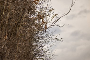 Eurasian jay on the edge of a bush