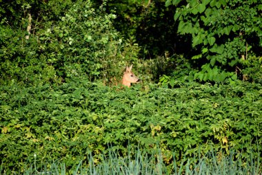 Young roe deer in the garden