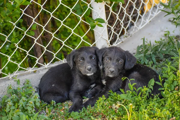 Two scared black stray puppies keeping each other warm