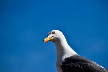 Portrait of a seagull up close