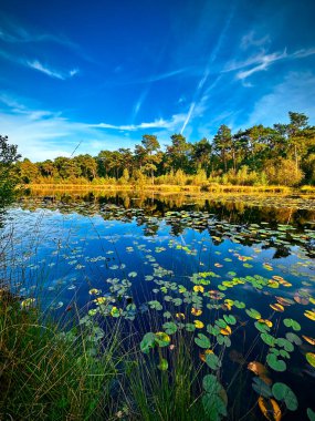 Parktaki gölün güzel manzarası, Belçika 