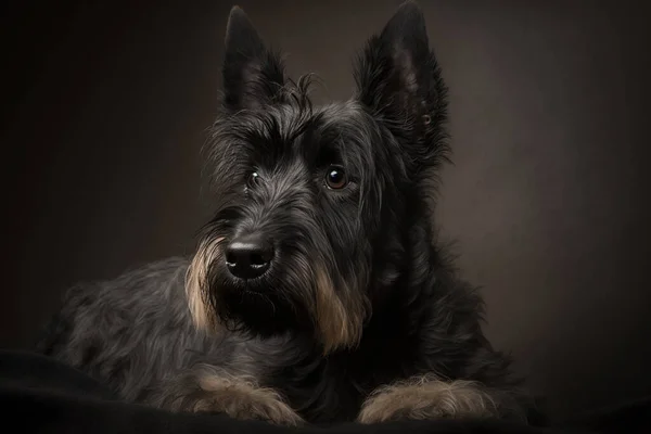 Scottish Terrier Dog on a Dark Background: Capturing the Bold and Brave Nature of the Breed