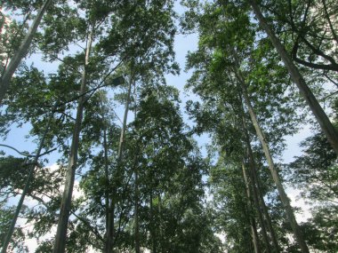 Landscape, Eucalyptus deglupta (Mindanao Gum), Painted Gum Tree, Rainbow Eucalyptus. Myrtaceae.Native To: Papua New Guinea, the Solomon Islands, Indonesia, and the island Mindanao in the Philippines.