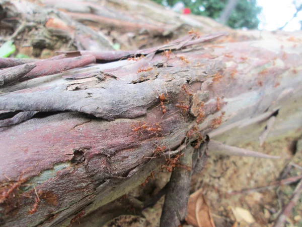 the roots of the Rainbow Eucalyptus tree, which became an anthill. Ant Colony