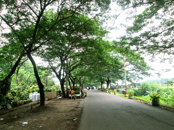 Prachtig Uitzicht Het Park Zijstraat Begroeid Met Schaduwrijke Grote Bomen — Stockfoto