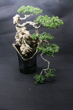 Sancang bonsai ağacı, bilimsel adı Premna Microphyla. Siyah arkaplanı olan bir kayanın üzerindeki bonsai ağacına yakın çekim.
