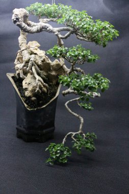 Sancang bonsai ağacı, bilimsel adı Premna Microphyla. Siyah arkaplanı olan bir kayanın üzerindeki bonsai ağacına yakın çekim.