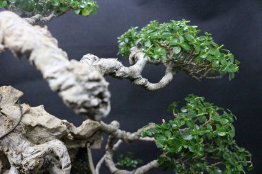 Sancang bonsai ağacı, bilimsel adı Premna Microphyla. Siyah arkaplanı olan bir kayanın üzerindeki bonsai ağacına yakın çekim.