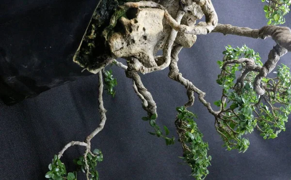Sancang Bonsai Ağacı Bilimsel Adı Premna Microphyla Siyah Arkaplanı Olan — Stok fotoğraf