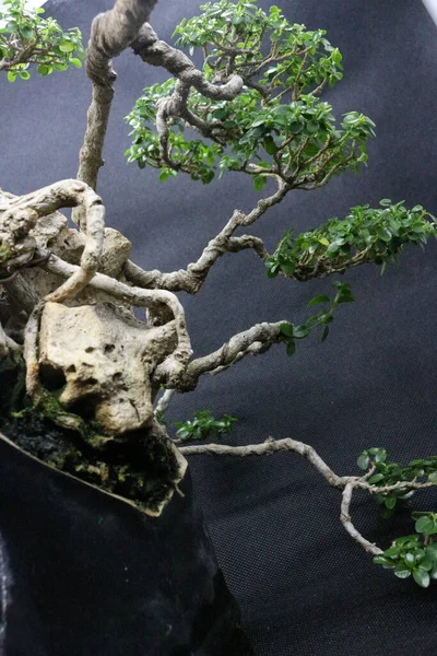 Sancang Bonsai Tree Scientific Name Premna Microphyla Closeup Bonsai Tree — Stock Photo, Image