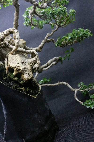 Sancang Bonsai Ağacı Bilimsel Adı Premna Microphyla Siyah Arkaplanı Olan Stok Resim