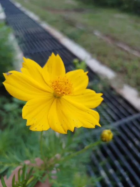 The invasive plant species Cosmos sulphureus is also known as sulfur cosmos and yellow cosmos.