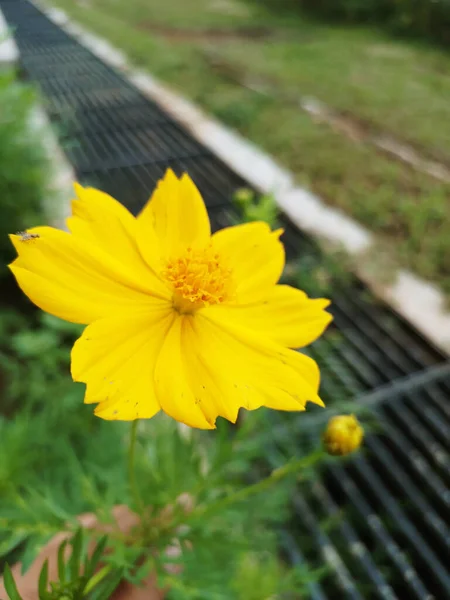 The invasive plant species Cosmos sulphureus is also known as sulfur cosmos and yellow cosmos.
