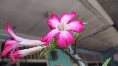 Frangipani ağaçları pembe frangipani çiçekleri geliştiriyorlar, çok güzel ve sevimli..