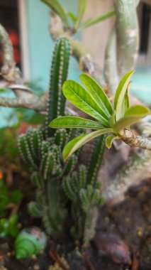 Frangipani ağaçları pembe frangipani çiçekleri geliştiriyorlar, çok güzel ve sevimli..