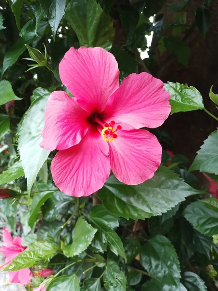 Red Hibiscus Flowers Live Garden Very Beautiful Cute — Stock Photo, Image