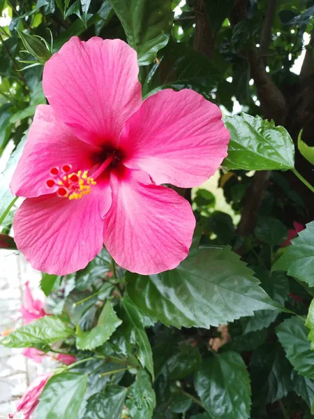 Red Hibiscus Flowers Live Garden Very Beautiful Cute — Stock Photo, Image