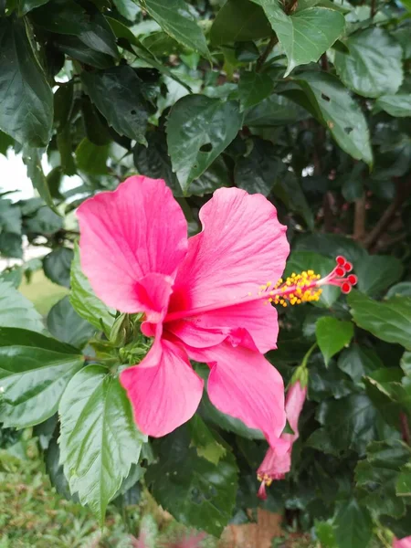 Flores Hibisco Vermelho Que Vivem Jardim Muito Bonito Bonito — Fotografia de Stock