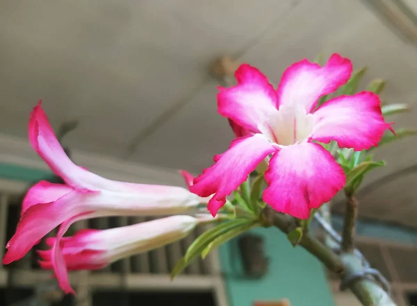 Франгіпані Дерева Які Розвивають Рожеві Квіти Франгіпані Дуже Красиві Милі — стокове фото