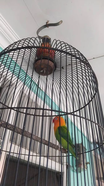 Oiseau Amour Mignon Est Dans Une Cage Vert Jaune Avec — Photo