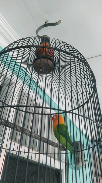 The cutest love bird is in a cage, green and yellow with a red beak.