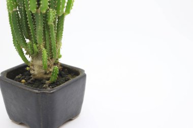 Kaktüsler küçük saksılarda, odanızı dekore etmek için birebirdir..