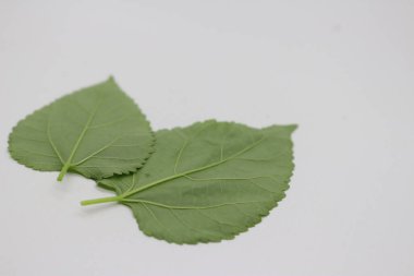 Beyaz arkaplanı olan bir yaprak portresi, sert yaprak desenli doğal bir fotoğraf..