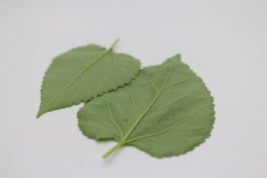 Beyaz arkaplanı olan bir yaprak portresi, sert yaprak desenli doğal bir fotoğraf..