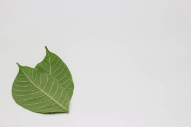 Beyaz arkaplanı olan bir yaprak portresi, sert yaprak desenli doğal bir fotoğraf..