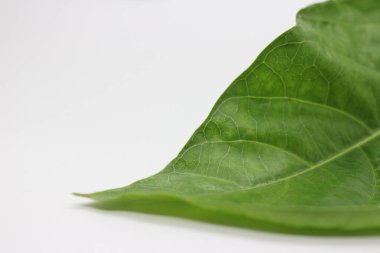 Beyaz arkaplanı olan bir yaprak portresi, sert yaprak desenli doğal bir fotoğraf..