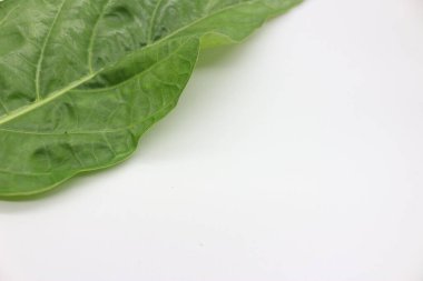 Beyaz arkaplanı olan bir yaprak portresi, sert yaprak desenli doğal bir fotoğraf..